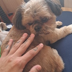 Outro dia,pelo menos tenho meu cachorro:)