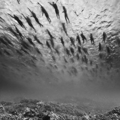 Daniel Imhof - Pale Blue Dot