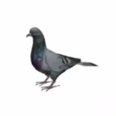 ハトに愛を与えて!
