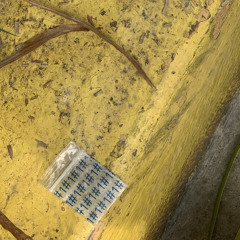 Stepushin - Gazaria 02