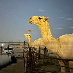 من-ال-هادي-واسمين-الطايلات-اداء-حمد-الطويل-كلمات-عبدالله-الحشار-العجمان