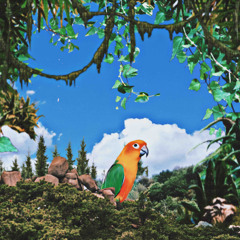 Jungle