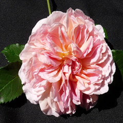 New app to help choose the right roses for your garden