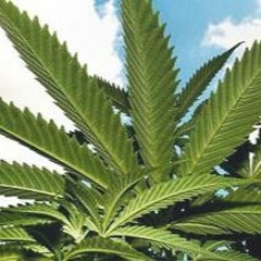 H.T.E.B - Cheeky Chops Re-Roll