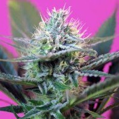 Buy Lowryder Seeds Online and Begin Your Journey as A Successful Cannabis Grower