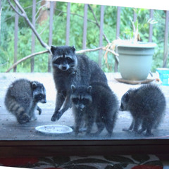 frog enjoys springtime rain tone poem merix--RACCOON BABIES ARRIVE