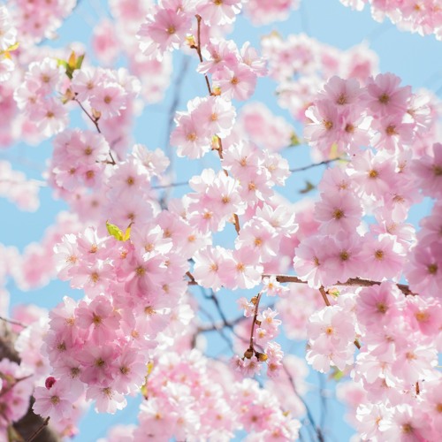 Blossoming