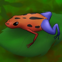 Poison Dart Frog