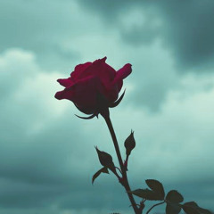 Scarlet Wish 🌹