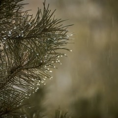 RainSong