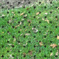 polka dotted prod massi