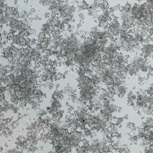 what's inside the cold (2023)