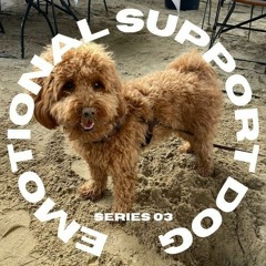 Dig hard on a Sunday @Emotional Support Dog Series 03 #esds