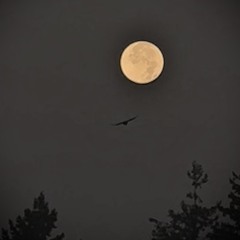 How Could You?  Chris Sloan with PC Loadletter