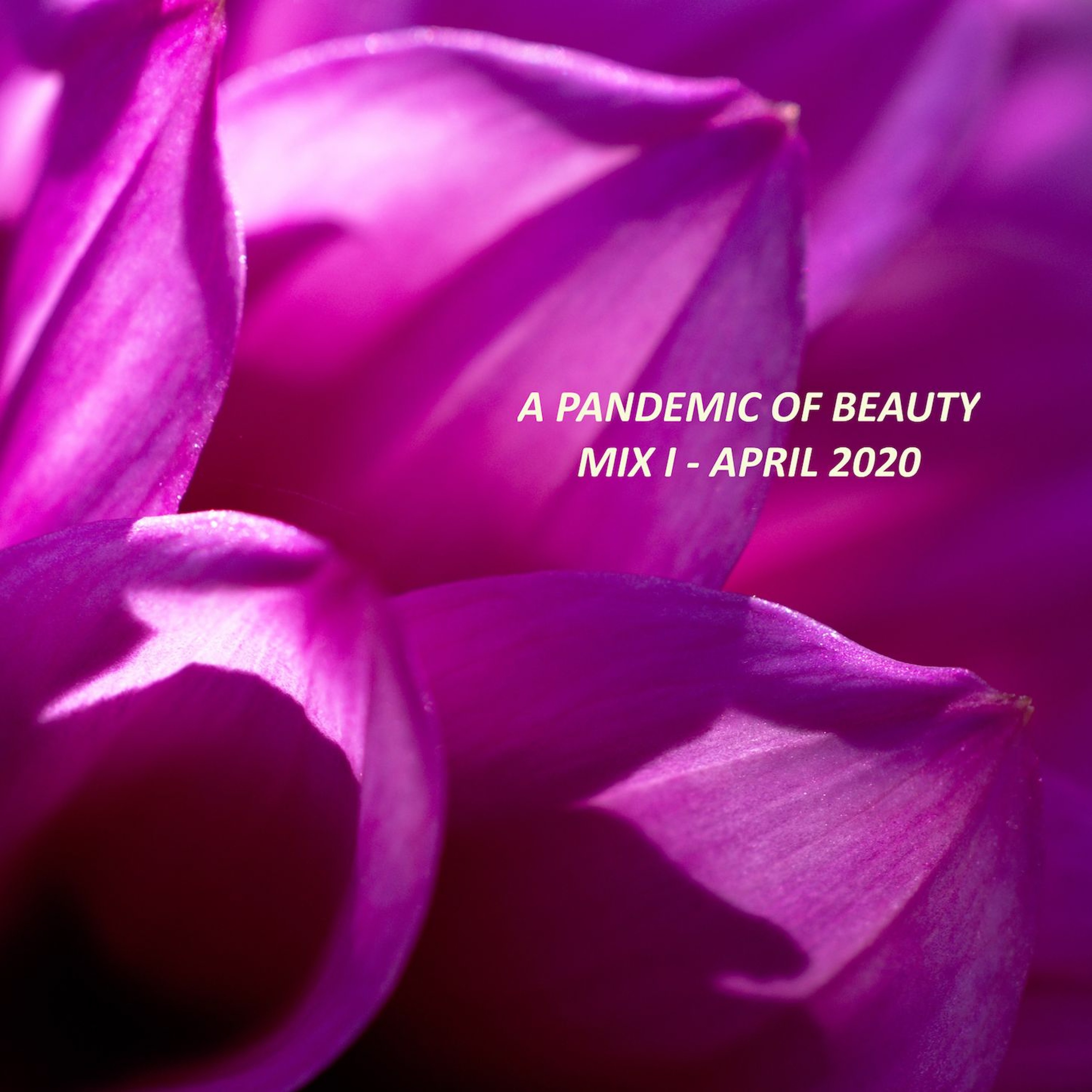 Plant Medicine Transmissions
