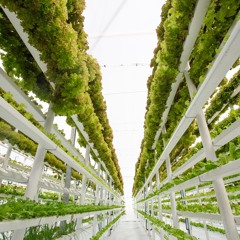 Farms of the future - Growing a better future