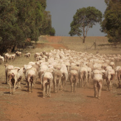 15 Removing ewes from confinement