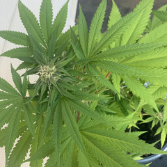 Tell You (prod.troy2konthebeat)