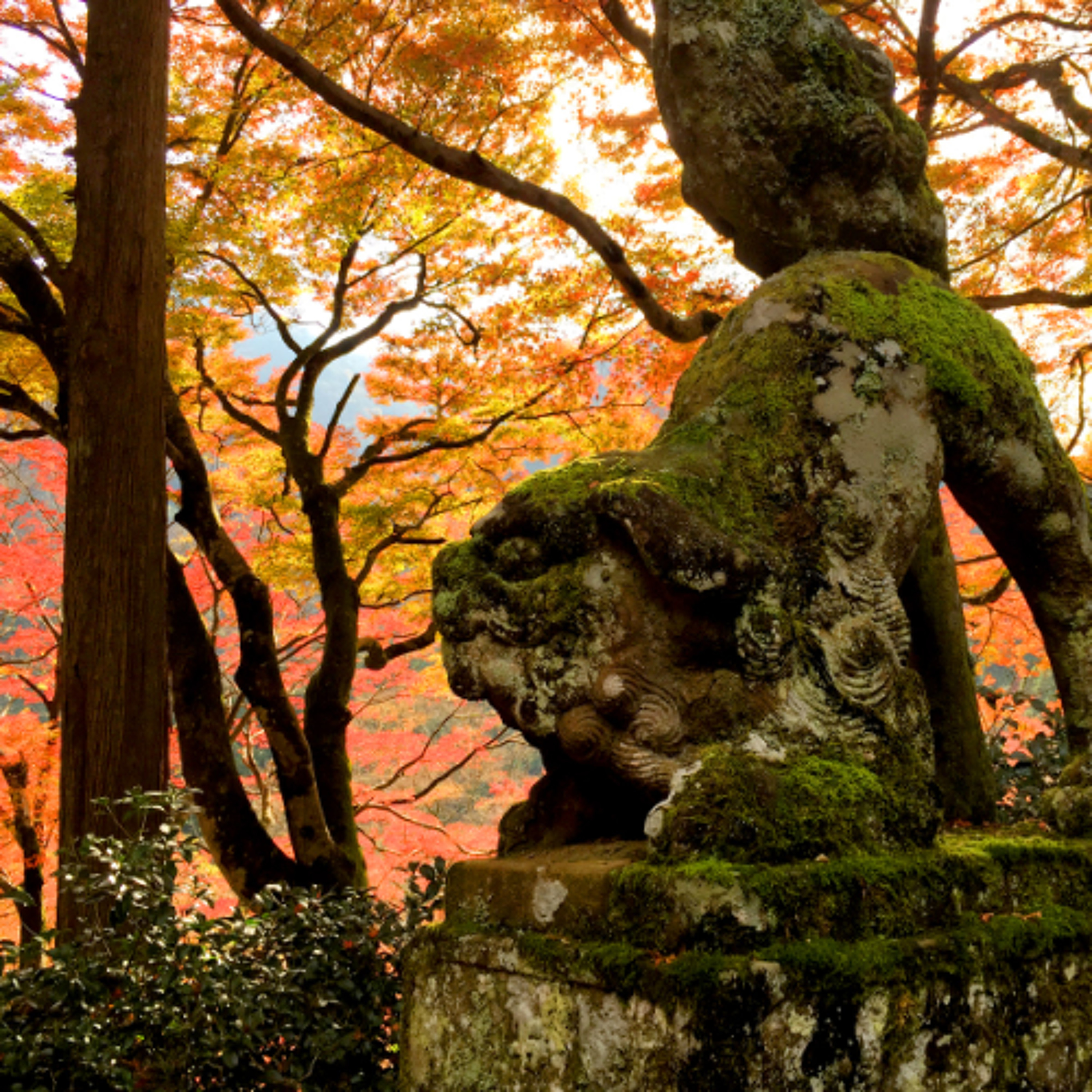 Encore registration - being on a dead-end branch of evolution - #2010 by chair house 06162019