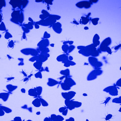 Running To The Sea 2026