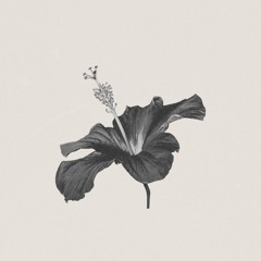 MUEL #01: Morning Glow Mix | Chill Morning Living Room Playlist