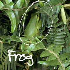 frog skateboards vans video