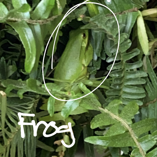 frog skateboards vans video