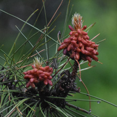 Time After Time (Cyndi Lauper) - Koa MM