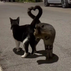 becca - the sukis [sped up / nightcore]