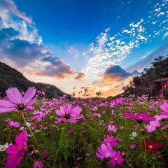 a flower field