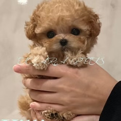 Tiny Micro Teacup Poodle Puppies for Sale in Illinois | Ethical & Health-Screened Japan Teacups
