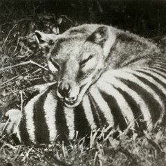 thylacine