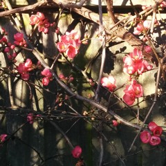 La Vie en Rose - raw trumpet