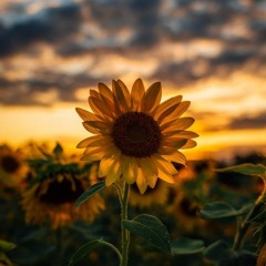 سوره البقره كاملة- الشيخ ماهر المعيقلي