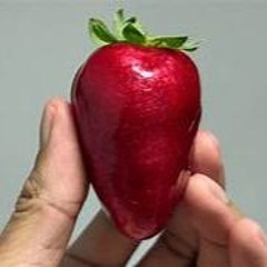 ACAPELA MORANGO DA CABEÇA VERMELHINHA - MORANGO DO AMOR