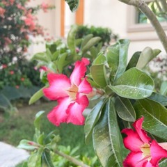 نورين لو نارين - ميحد