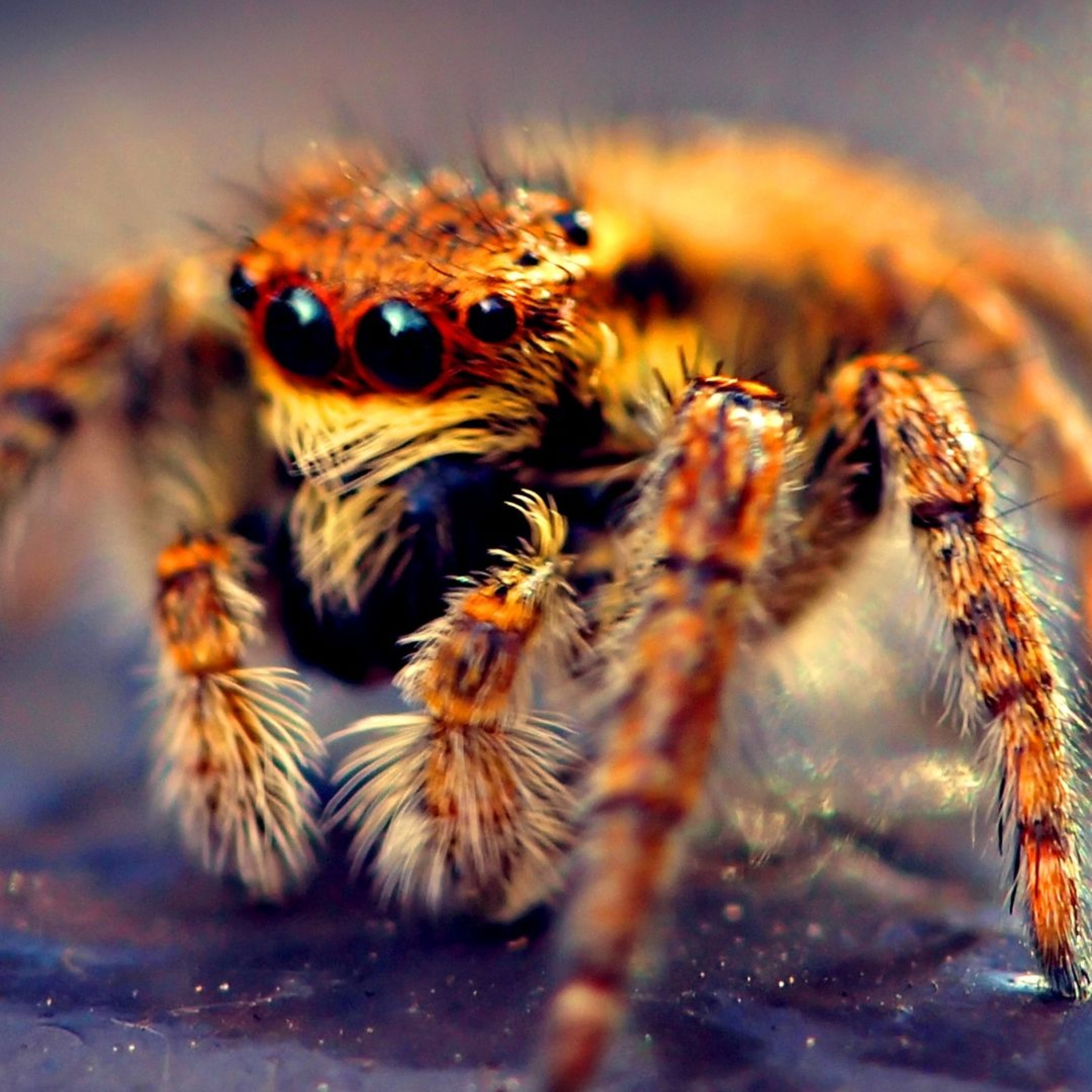 Phidippus