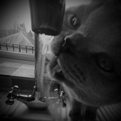 Tough Luck - Riff Wood