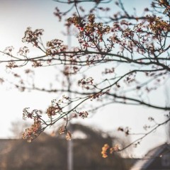 낙화의 노래(Falling Flowers)