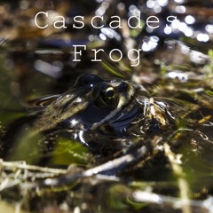 Cascades Frog (Rana Cascadae) - Spawn Vocalization in the Olympic Mountains