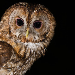 Tawny Owl Fledgling Garden - MixPre-7716