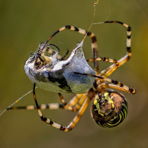 Le biomimétisme ou quand la Nature nous inspire #30 mai 2023