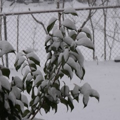 Invention 13 by Bach, first two stanzas