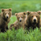 threebears