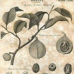 mconstant
