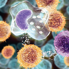 Schippmann VCF02 Filter