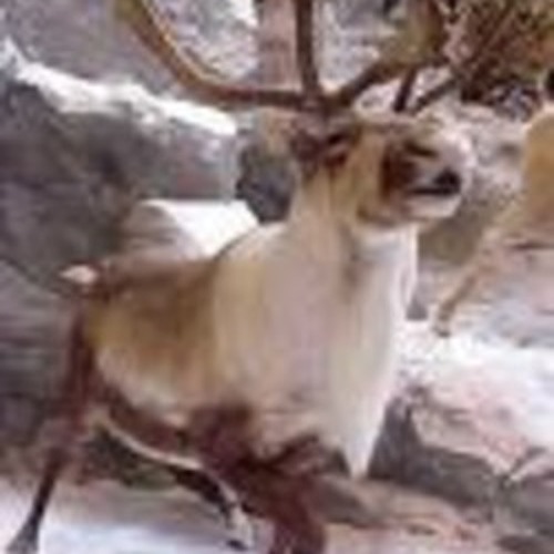 SoundCloud profile picture for @caribou