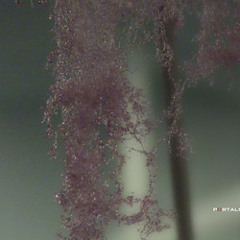 Hyneria Moss Soundscape