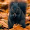 blacksquirrel