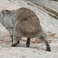 Miguel Hertz Schlatzinger